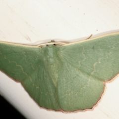 Prasinocyma semicrocea (Common Gum Emerald moth) at Melba, ACT - 8 Apr 2021 by kasiaaus