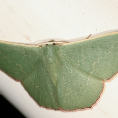 Prasinocyma semicrocea (Common Gum Emerald moth) at Melba, ACT - 7 Apr 2021 by kasiaaus