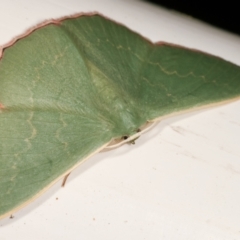 Prasinocyma semicrocea at Melba, ACT - 8 Apr 2021