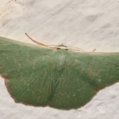 Prasinocyma semicrocea (Common Gum Emerald moth) at Melba, ACT - 7 Apr 2021 by kasiaaus