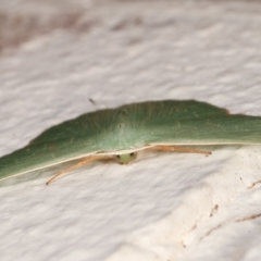 Prasinocyma semicrocea at Melba, ACT - 8 Apr 2021