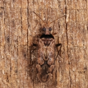 Miridae (family) at Melba, ACT - 8 Apr 2021 01:27 AM