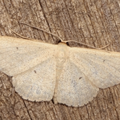 Scopula optivata (Varied Wave) at Melba, ACT - 7 Apr 2021 by kasiaaus