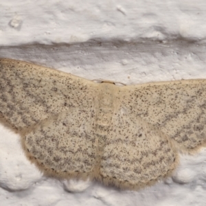 Scopula optivata at Melba, ACT - 8 Apr 2021