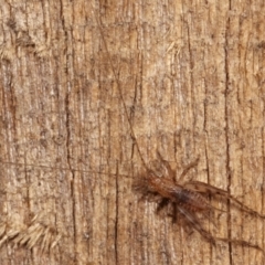 Grylloidea (superfamily) (Unidentified cricket) at Melba, ACT - 8 Apr 2021 by kasiaaus