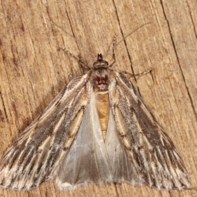 Ciampa arietaria (Brown Pasture Looper Moth) at Melba, ACT - 8 Apr 2021 by kasiaaus