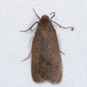 Threnosia myochroa at Melba, ACT - 8 Apr 2021 09:30 PM