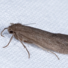 Threnosia myochroa at Melba, ACT - 8 Apr 2021 09:30 PM