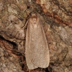 Threnosia myochroa at Melba, ACT - 8 Apr 2021 09:32 PM