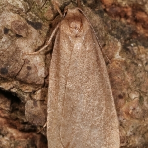 Threnosia myochroa at Melba, ACT - 8 Apr 2021 09:32 PM