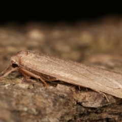 Threnosia myochroa at Melba, ACT - 8 Apr 2021 09:32 PM