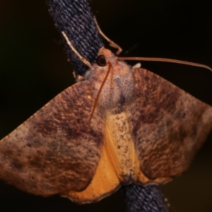 Mnesampela privata at Melba, ACT - 8 Apr 2021