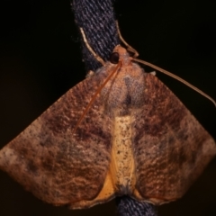 Mnesampela privata at Melba, ACT - 8 Apr 2021 09:34 PM