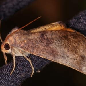 Mnesampela privata at Melba, ACT - 8 Apr 2021 09:34 PM