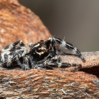 Sandalodes superbus (Ludicra Jumping Spider) at Mulligans Flat - 13 Apr 2021 by Roger