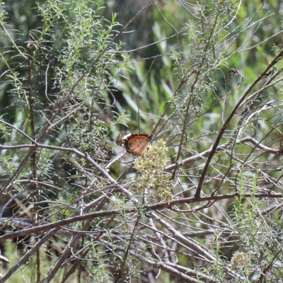 Danaus petilia (Lesser wanderer) at O'Connor, ACT - 13 Feb 2021 by ConBoekel