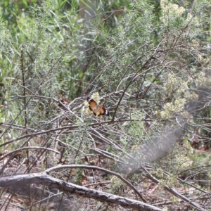 Danaus petilia at O'Connor, ACT - 13 Feb 2021