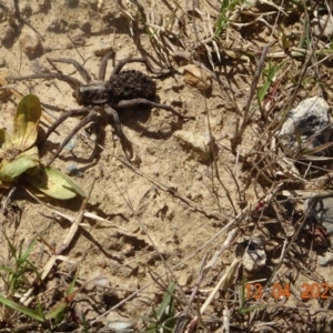 Tasmanicosa sp. (genus) at Coree, ACT - 13 Apr 2021 12:51 PM