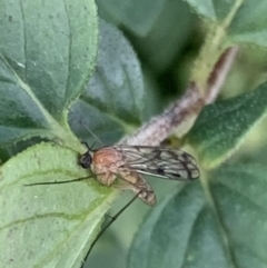 Mycetophilidae (family) (A fungus gnat) at Murrumbateman, NSW - 13 Apr 2021 by SimoneC