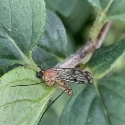 Mycetophilidae (family) (A fungus gnat) at Murrumbateman, NSW - 13 Apr 2021 by SimoneC