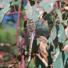 Anax papuensis (Australian Emperor) at Acton, ACT - 28 Mar 2021 by ConBoekel