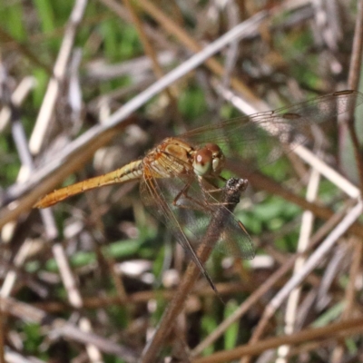 Diplacodes haematodes (Scarlet Percher) at O'Connor, ACT - 27 Mar 2021 by ConBoekel