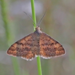 Scopula rubraria (Reddish Wave, Plantain Moth) at O'Connor, ACT - 28 Mar 2021 by ConBoekel