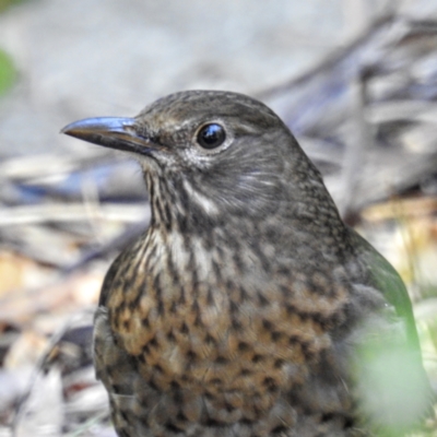 Turdus merula (Eurasian Blackbird) at Acton, ACT - 13 Apr 2021 by HelenCross