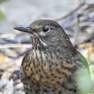 Turdus merula at Acton, ACT - 13 Apr 2021