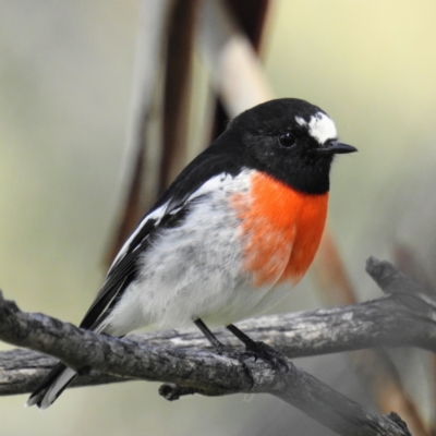 Petroica boodang (Scarlet Robin) at Rendezvous Creek, ACT - 11 Apr 2021 by HelenCross