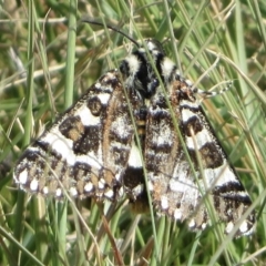 Apina callisto (Pasture Day Moth) at Fadden Hills Pond - 11 Apr 2021 by RobParnell