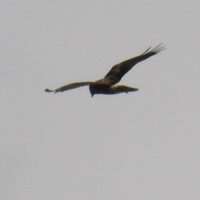 Circus approximans (Swamp Harrier) at Namadgi National Park - 11 Apr 2021 by HelenCross