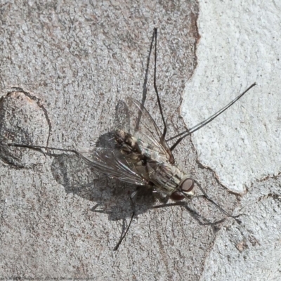 Senostoma sp. (genus) (A parasitoid tachinid fly) at Mulligans Flat - 13 Apr 2021 by Roger