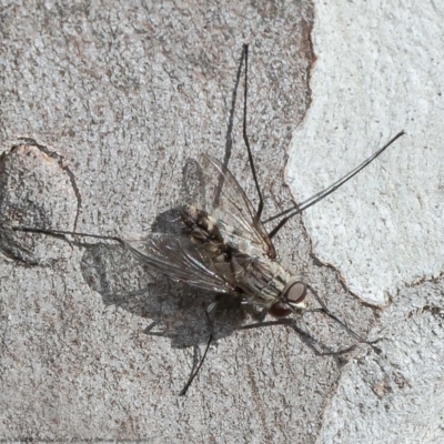 Senostoma sp. (genus) (A parasitoid tachinid fly) at Forde, ACT - 13 Apr 2021 by Roger