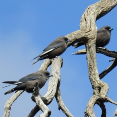 Artamus cyanopterus cyanopterus (Dusky Woodswallow) at Rendezvous Creek, ACT - 11 Apr 2021 by HelenCross