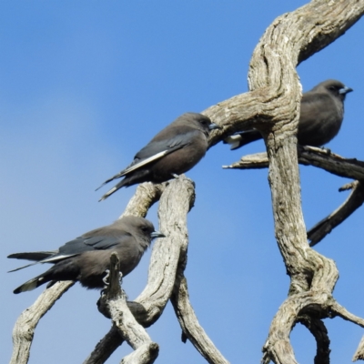 Artamus cyanopterus cyanopterus (Dusky Woodswallow) at Rendezvous Creek, ACT - 11 Apr 2021 by HelenCross