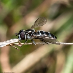 Melangyna sp. (genus) (Hover Fly) at Forde, ACT - 13 Apr 2021 by Roger