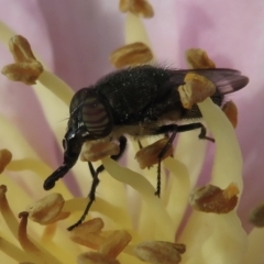 Stomorhina sp. (genus) (Snout fly) at Narrabundah, ACT - 10 Apr 2021 by RobParnell