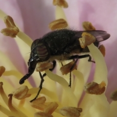 Stomorhina sp. (genus) (TBC) at Narrabundah, ACT - 9 Apr 2021 by RobParnell