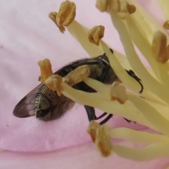 Stomorhina sp. (genus) at Narrabundah, ACT - 10 Apr 2021