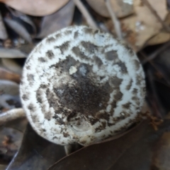 Unidentified Cap on a stem; gills below cap [mushrooms or mushroom-like] at Cook, ACT - 10 Apr 2021 by drakes