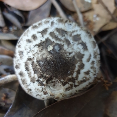Unidentified Cap on a stem; gills below cap [mushrooms or mushroom-like] at Cook, ACT - 10 Apr 2021 by drakes