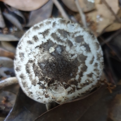 Agaricus sp. by drakes