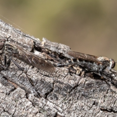Cerdistus exilis (Robber Fly) at Forde, ACT - 13 Apr 2021 by Roger