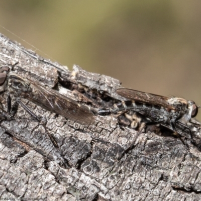 Cerdistus exilis (Robber Fly) at Mulligans Flat - 13 Apr 2021 by Roger