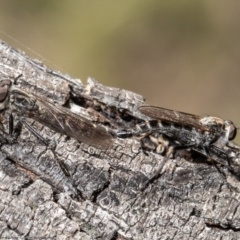 Cerdistus exilis (Robber Fly) at Mulligans Flat - 13 Apr 2021 by Roger
