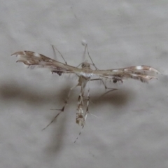 Sphenarches anisodactylus (Geranium Plume Moth) at Narrabundah, ACT - 8 Apr 2021 by RobParnell