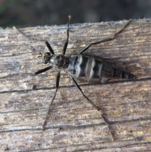 Boreoides subulatus at Narrabundah, ACT - 8 Apr 2021 07:35 AM