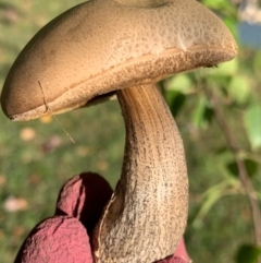 Leccinum scabrum at Murrumbateman, NSW - 12 Apr 2021 by SimoneC