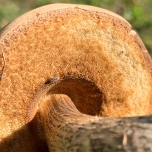 Leccinum scabrum at Murrumbateman, NSW - 12 Apr 2021